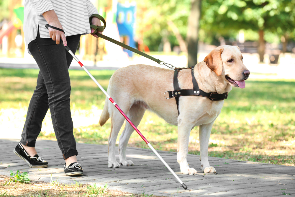 emotional support animal, esa. serviemotional support animal, esa. service animal.blind woman using a cane, walking alongside her guide dog.