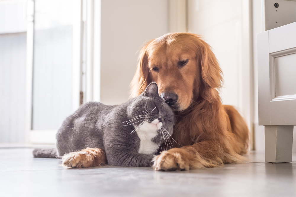 emotional support animal, esa, how to get an esa. a golden retriever snuggling next to a gray cat.